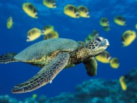 /album/lol-like-love/green-sea-turtle-jpg/
